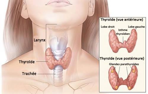 thyroide